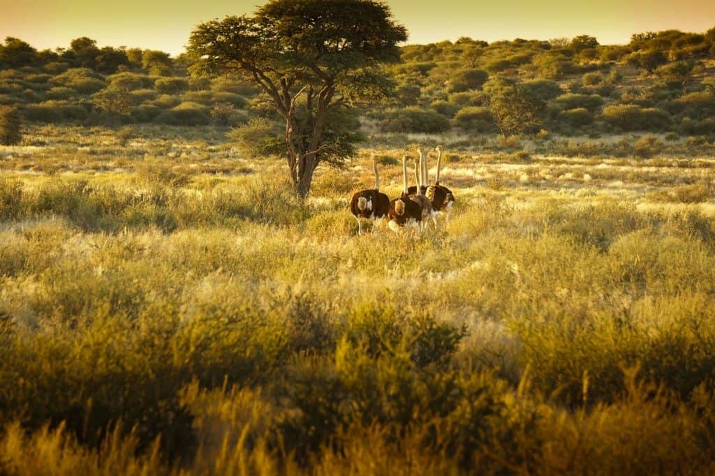 en-flok-strudse-paa-savannen-i-afrika