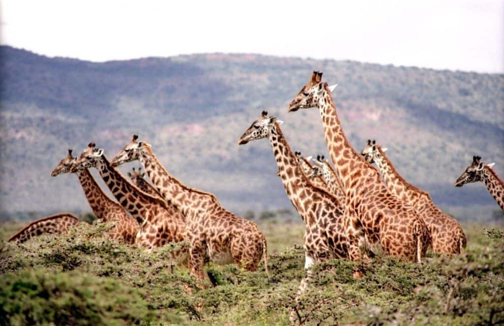 giraffer-i-afrika-set-paa-safari