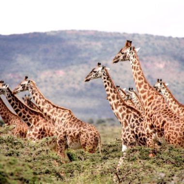 giraffer-i-afrika-set-paa-safari