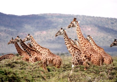 giraffer-i-afrika-set-paa-safari